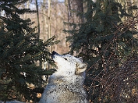 Arctic Wolf 063